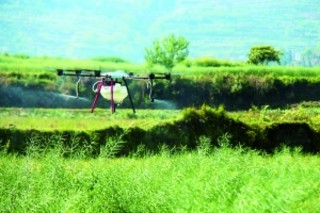 树木病虫害防治用上了“无人机”