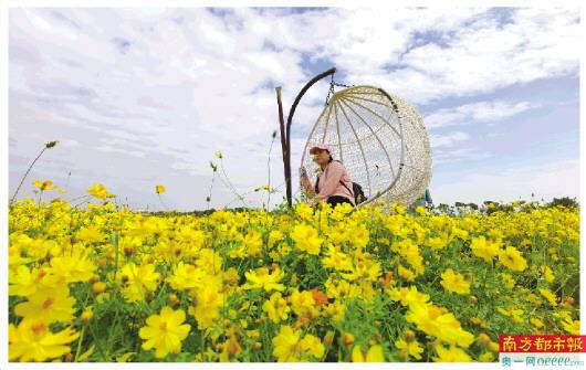 天上无人机播种水稻 水中鱼儿嬉戏稻花下