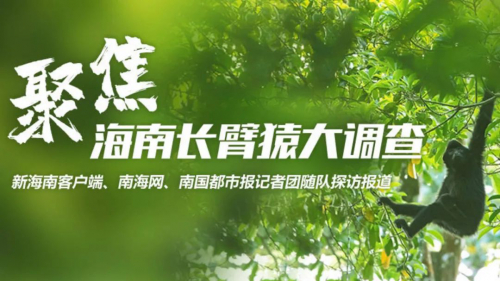 无人机监测长臂猿，可以离它多近？