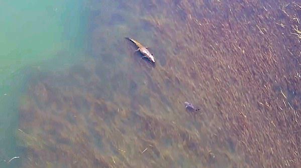 无人机捕捉到澳大利亚海岸一条巨型咸水鳄与一条鲨鱼面对面