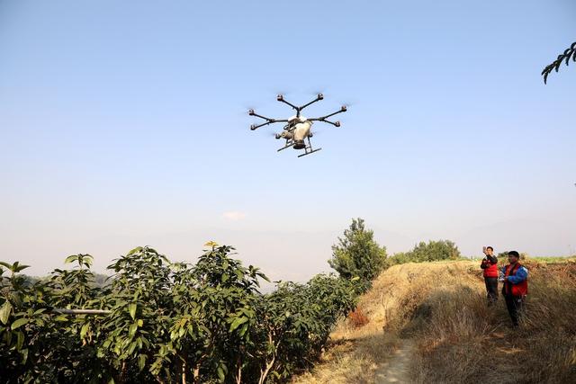 红火蚁入侵咋办？攀枝花市东区无人机“上岗”，一小时施药超百亩