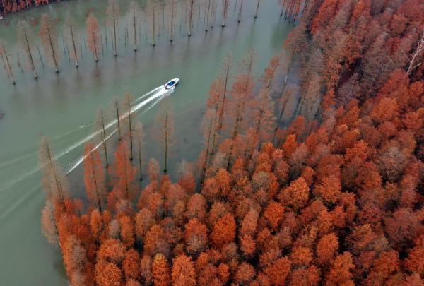湖北仙桃：“水上森林”画中游