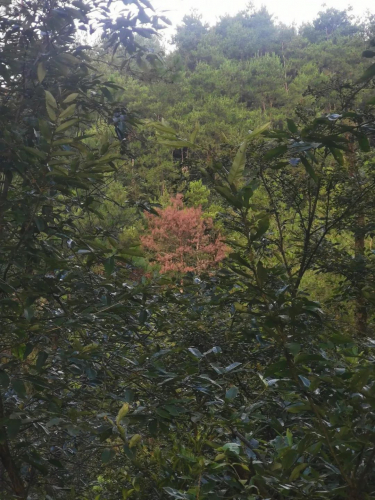 松材变色立木监测方案——安徽黄山松材变色疫木监测