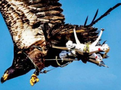 男子用无人机航拍，突然有只老鹰冲了过来，下一秒悲剧发生了！