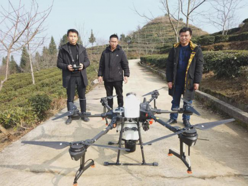 沿河：茶园采用无人机飞防植保
