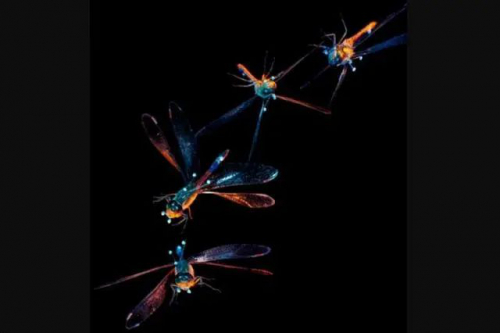 效仿蜻蜓的自动翻转 科学家找到提升无人机安全方法