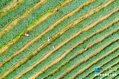 无人机航拍重庆南川：春茶飘香 采摘正当时