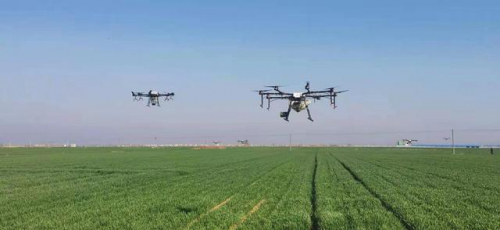 无人机助力春季小麦田管