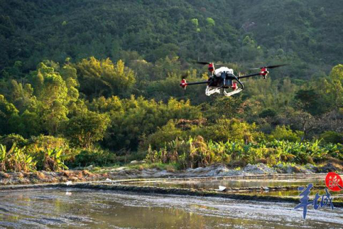 南粤春耕正当时：直击山村田头无人机“飞播”稻种