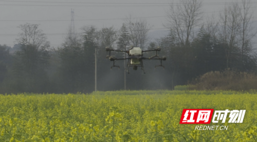 靖州：无人机统防统治 确保1.5万亩油菜高质高产
