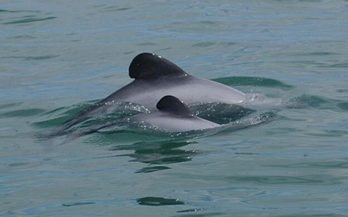一岁以上的毛伊岛海豚仅剩63头！新西兰支持无人机项目来保护濒临灭绝的它们