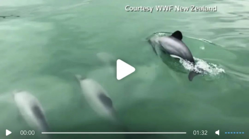 新西兰使用支持AI技术的无人机来追踪濒临灭绝的海豚