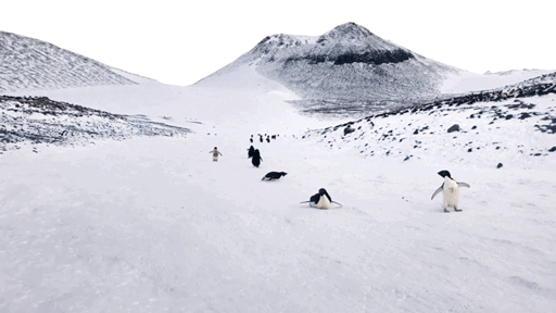 如何在南极做企鹅“人口普查”？科学家用无人机告诉你答案