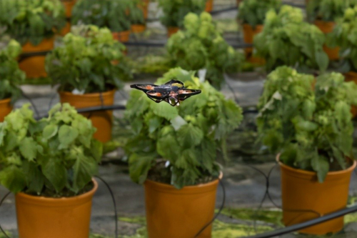 不喷药的“杀虫无人机”，还能分出害虫和益虫