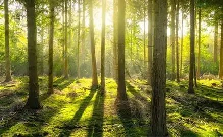 无人机还可以用来种树，你知道吗?