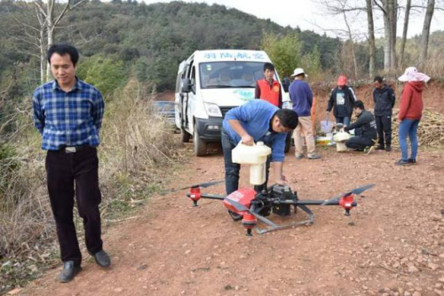 茨营镇：甜脆豌豆长势喜人 无人机“飞防”受欢迎