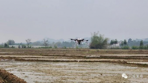 【闹春耕】兴宾区：无人机水稻直播“闹”春耕