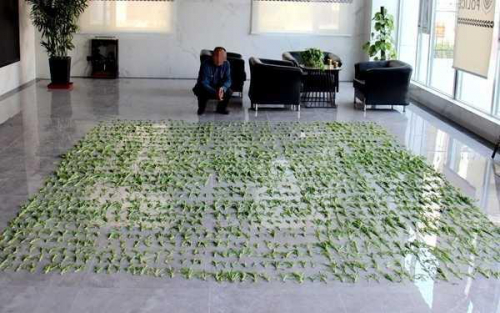 贪嘴老汉种1300多株罂粟为解馋 还没尝鲜就被警方无人机发现