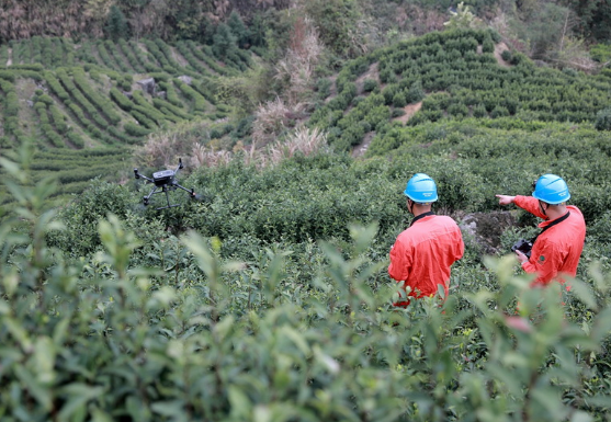 国网浙江景宁供电：探索无人机商务应用场景 助力畲乡生态农业转型升级