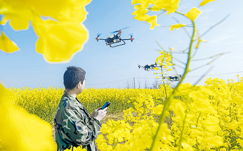 无人机为油菜喷洒农药