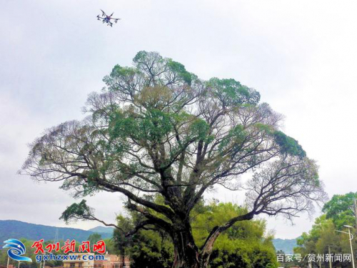 贺州村民为522年古榕树“挂号”治病，无人机当“大医生”