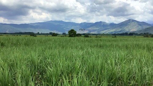 成本降低20%，产量预测准确度93%——无人机变量施药和产量预估实例