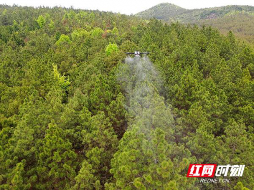 湖南新田：无人机飞防助力农林生产