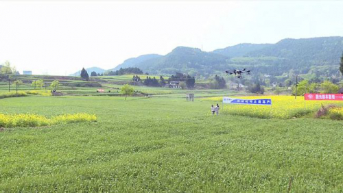 帅气！稀奇！盐亭惊现无人机栽种水稻，你见过吗……