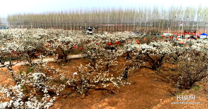 河北魏县：梨花授粉季 无人机帮忙