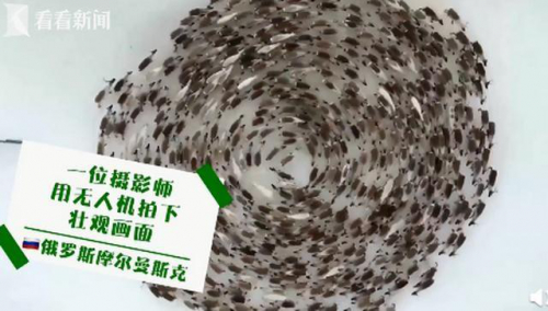 无人机拍到雪地上巨大移动圆圈，镜头拉近一看网友直呼神奇
