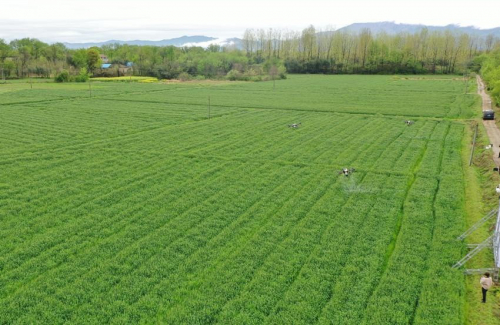 桐城市：135架无人机飞防小麦赤霉病