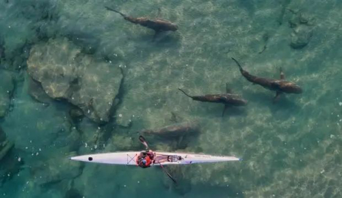 无人机拍下惊险一幕：多条鲨鱼潜伏在划艇者船下