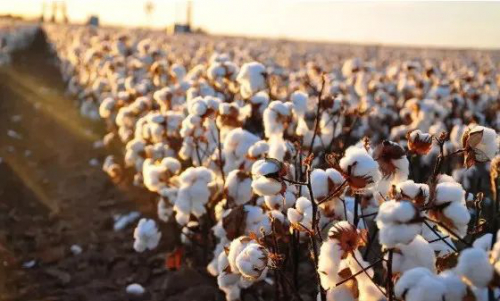 正大航空无人机支持新疆棉花！