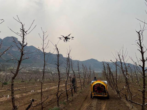 天上无人机，地面智能车！平谷大桃用上新技术