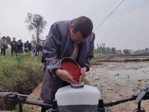 四川富顺首次开展无人机水稻直播作业 几分钟播种一亩田地产量比人工高