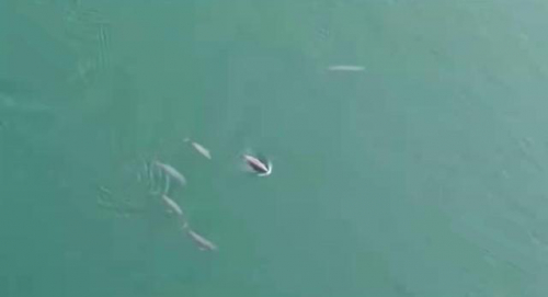 无人机意外首次拍到宜昌怀孕江豚