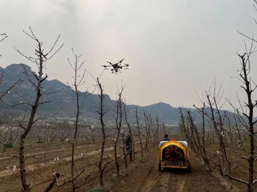 天上无人机，地面智能车！平谷大桃用上新技术