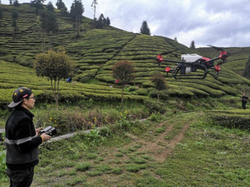 湖北鹤峰：无人机“飞防”高效助力有机茶园建设
