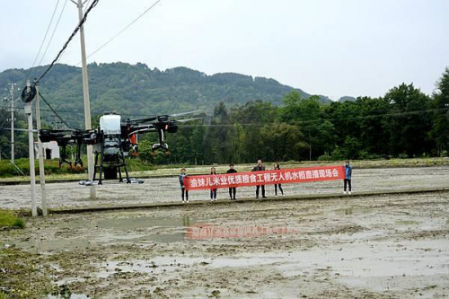 渝妹儿稻香园用无人机“直播”让水稻种植更省时省力