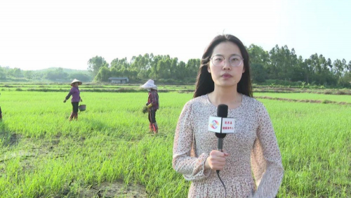 抢抓农时广播种！阳西无人机直播水稻长势喜人