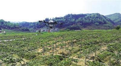 「六枝特区」无人机亮相猕猴桃基地
