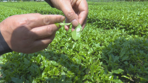 降雨过多 茶叶减产 来凤出动无人机助茶农解忧