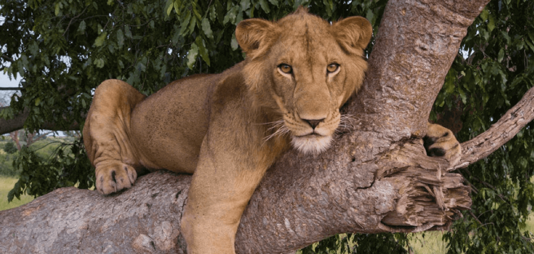 无人机被赋予了保护濒临灭绝野生动物的能力，并取得了长足进步