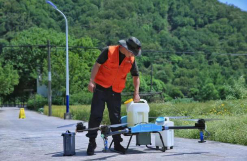 无人机做媒，为这段“跨国婚姻”牵线搭桥！临安尝试培育“混血”山核桃