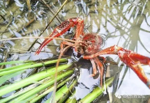 无人机喷洒农药 误“杀”旁边小龙虾