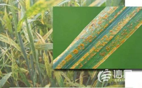 百架无人机升空 西海岸新区打赢小麦条锈病防控攻坚战