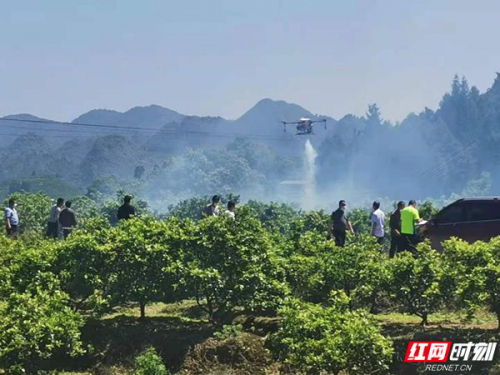 保靖融媒丨保靖：植保无人机飞防科技助力乡村振兴