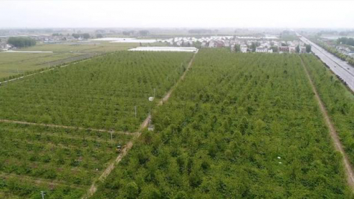 新鲜！无人机授粉你见过吗？