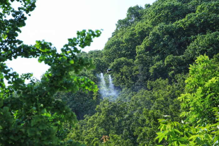 临安山核桃首次完成无人机智能授粉