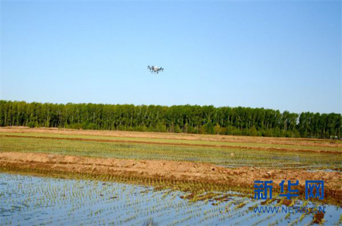 江滨分公司水稻田间管理无人机唱“主角”